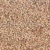 Brown Lentil Beans, 12/2 Lb