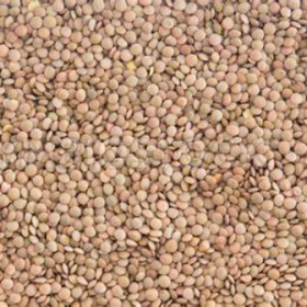 Brown Lentil Beans, 12/2 Lb