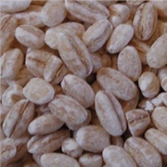 C&amp;F - Pearl Barley Beans, 25 Lb